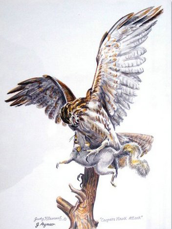 Coopers HawkWC.JPG