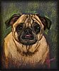 JakePug.jpg